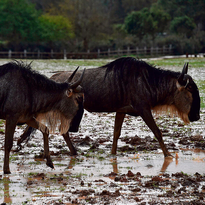 "Сафари". Фото: Яир Сагиnullnull "Сафари". Фото: Яир Саги