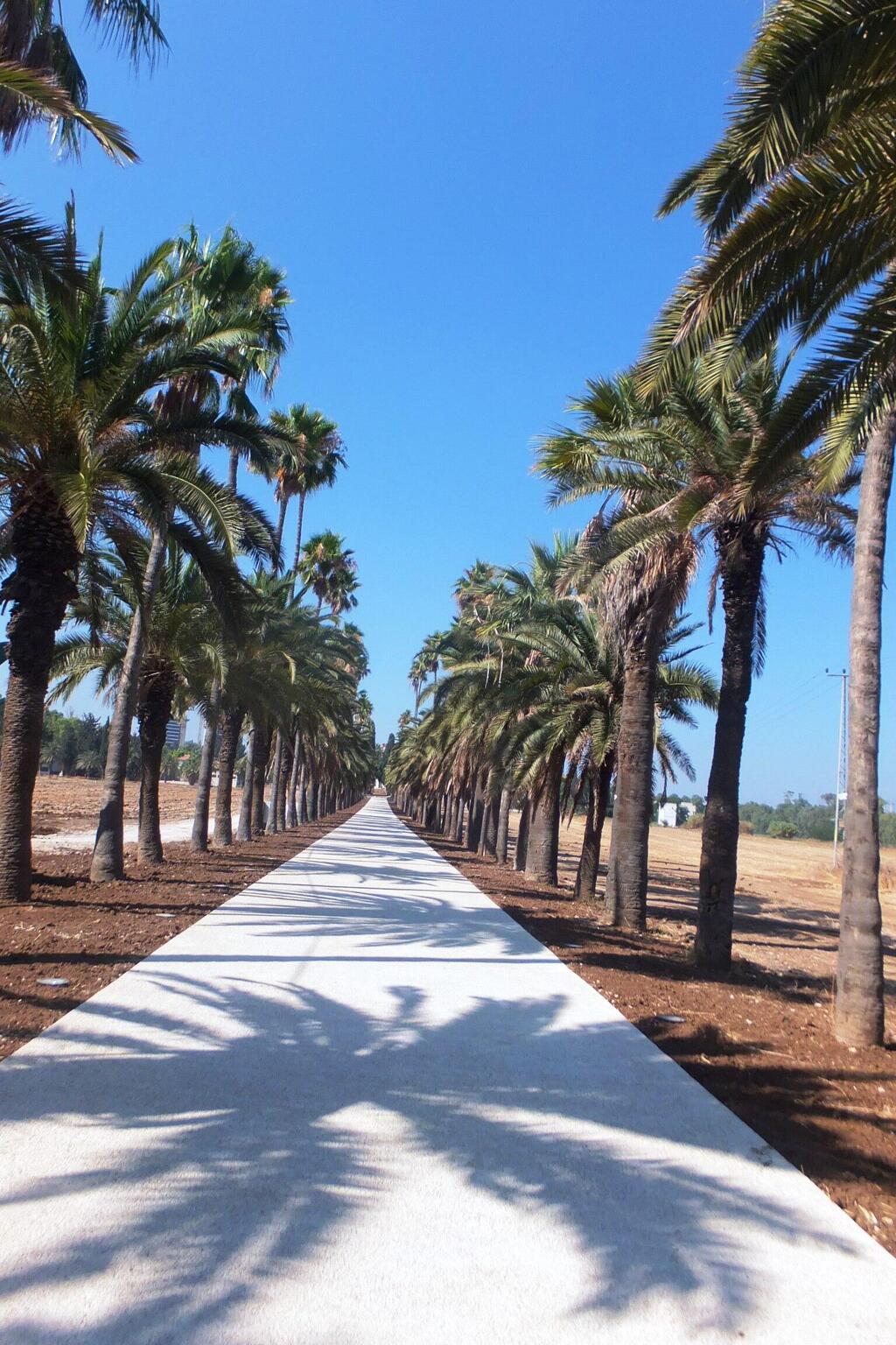 Аллея в "Микве-Исраэль". Фото: Леон Левитас (Фото: Леон Левитас) Аллея в "Микве-Исраэль". Фото: Леон Левитас