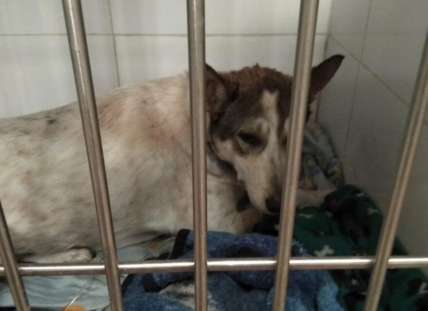 Стелла после операцииnullnull Стелла после операции