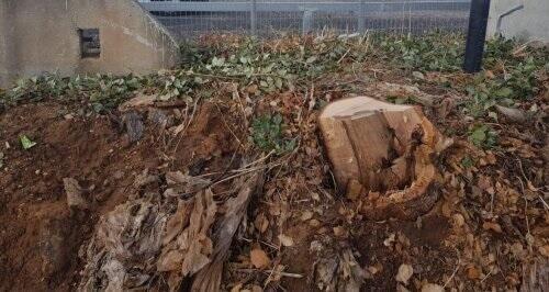 Cрубленный дуб. Фото: Бен Накер