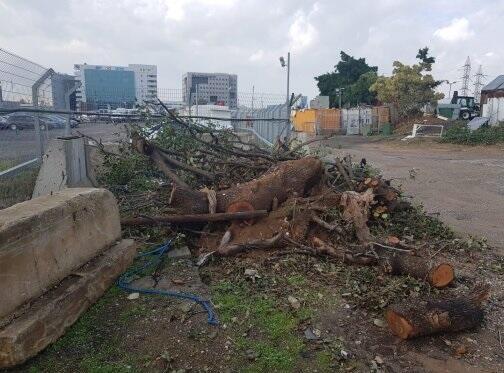 Фото: Шай Бродецки