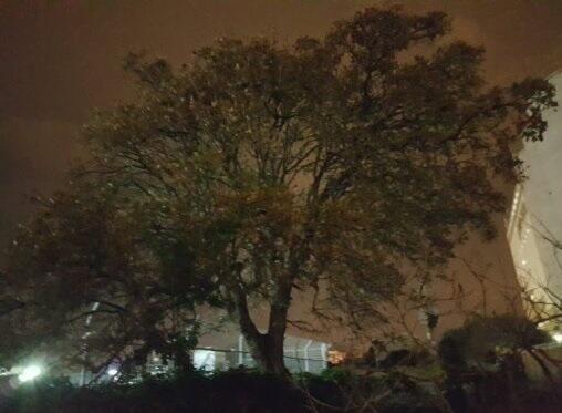 Дуб до вырубки. Фото: Эзра Барнеа