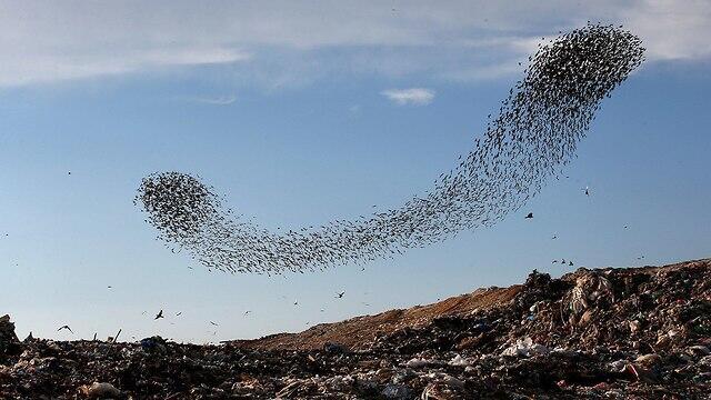Flock of starlings over Rahat