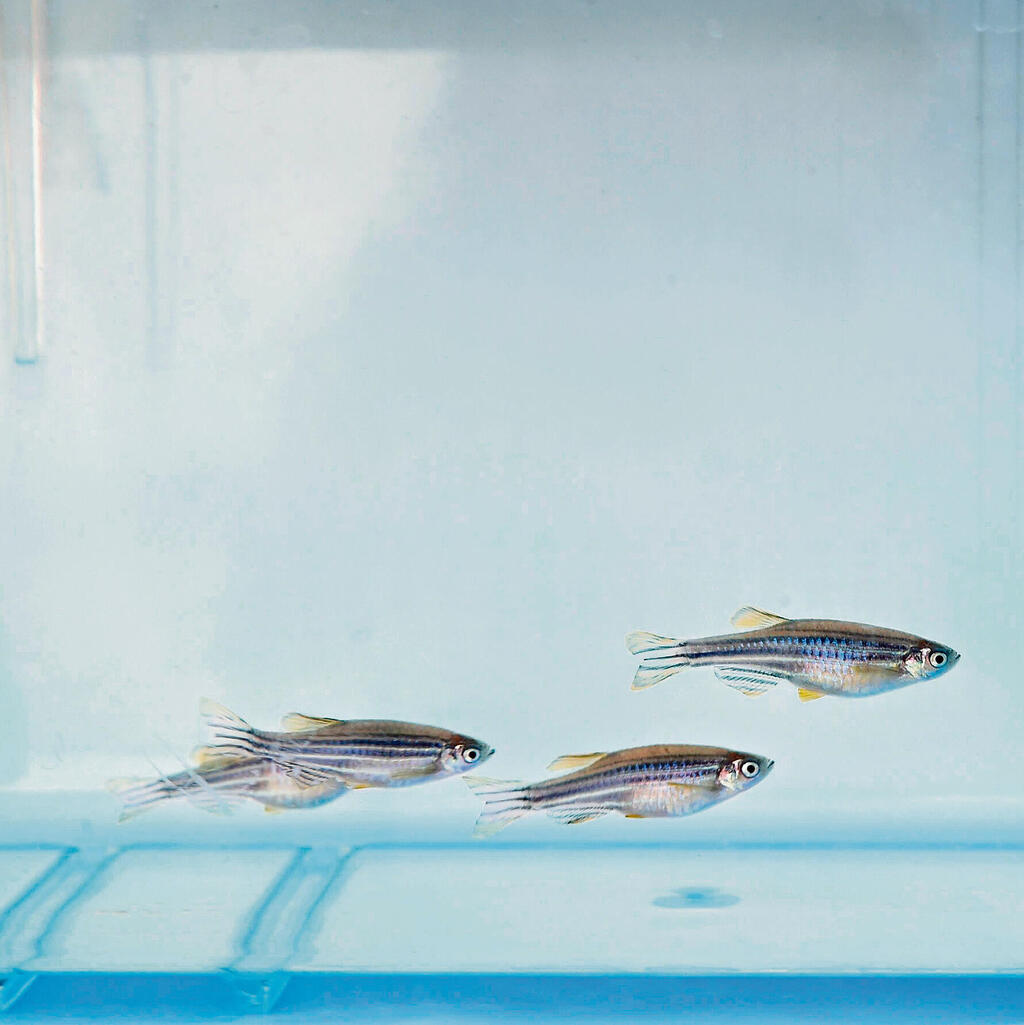 Данио-рерио