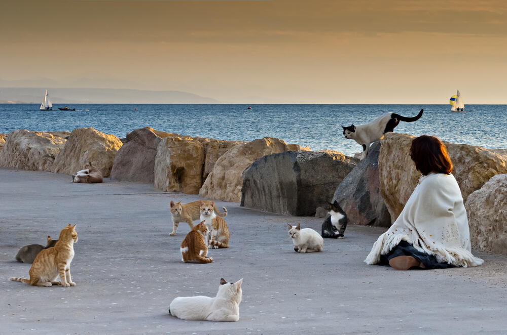 Уличные кошки в Эйлате. Фото: shutterstock (Фото: shutterstock) Уличные кошки в Эйлате. Фото: shutterstock