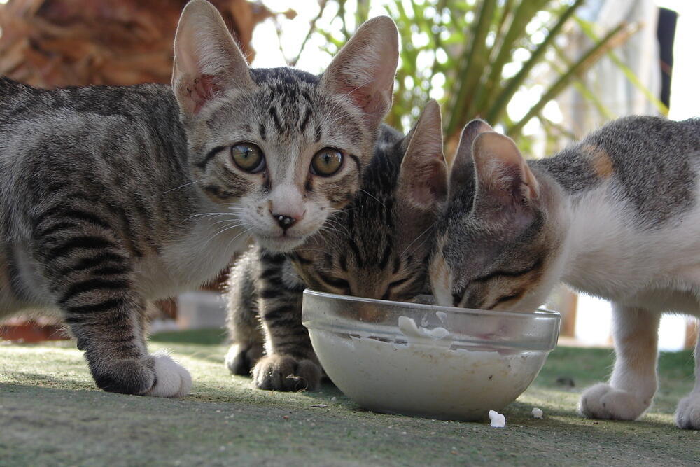 Фото: shutterstock (Фото: shutterstock) Фото: shutterstock