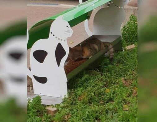 Кормушки для кошек были установлены по всей Нетании. Фото: фейсбук-страничкa Мирьям Файерберг (Фото: с фейсбук-странички Мирьям Файерберг) Кормушки для кошек были установлены по всей Нетании. Фото: фейсбук-страничкa Мирьям Файерберг