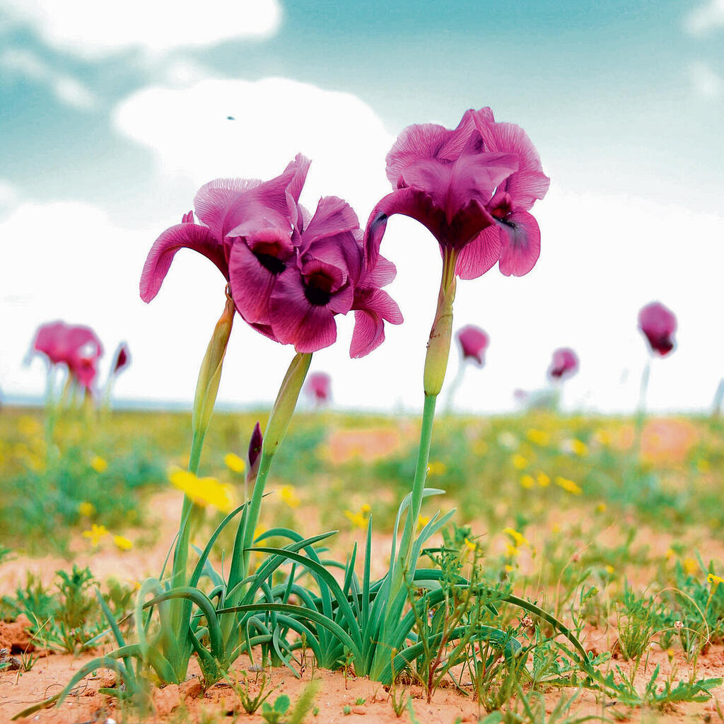 Iris Mariae bloming in the Western Negevnullnull Iris Mariae bloming in the Western Negev