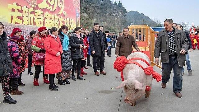 "Король-свинья"nullnull "Король-свинья"