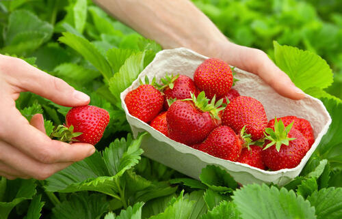 Фото: shutterstock