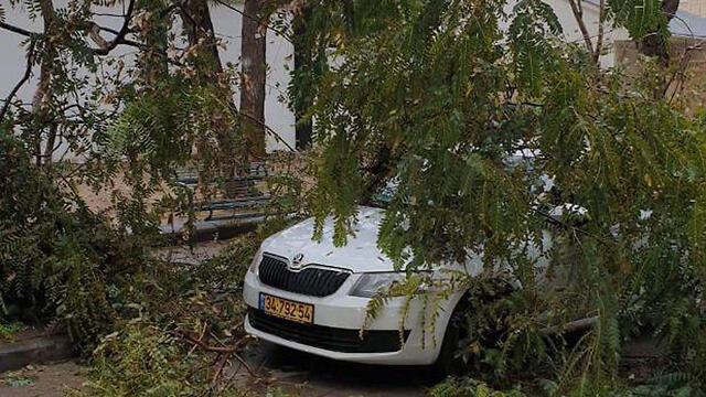 Дерево, рухнувшее в Холонеnullnull Дерево, рухнувшее в Холоне