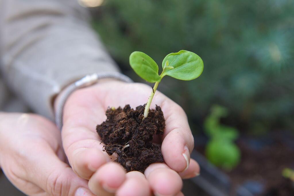 Фото: Михаэль Хури, ККЛ (Фото: Михаэль Хури) Фото: Михаэль Хури, ККЛ