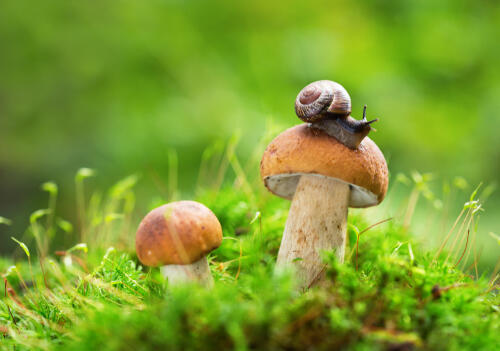 Фото: shutterstock (Фото: shutterstock) Фото: shutterstock