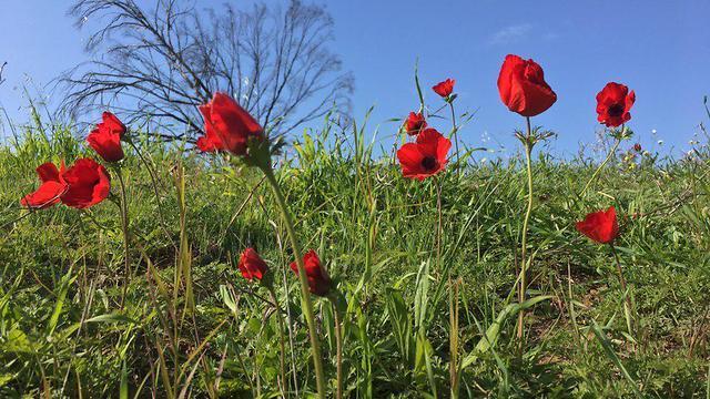 Цветение анемонов в лесу Беэри на юге Израиля. Фото: Гилад Кармели