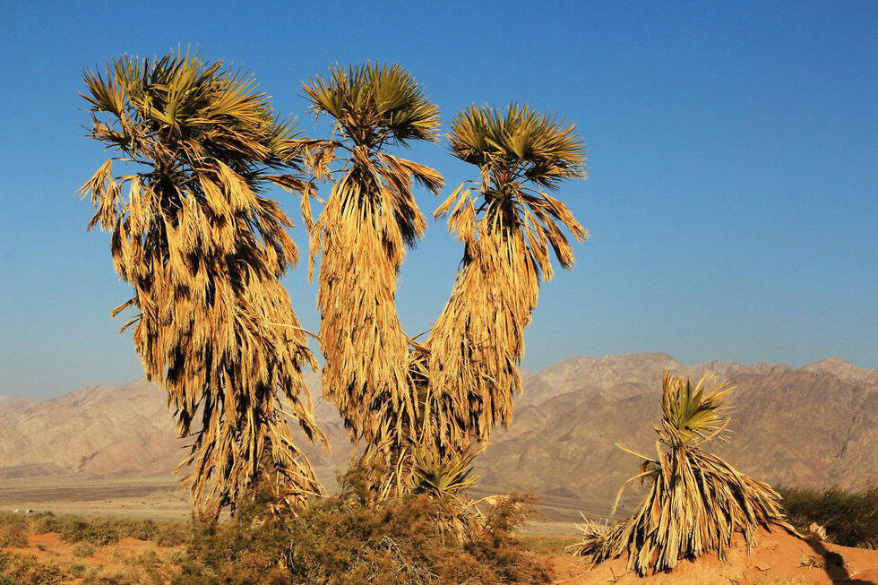 Фиванская гифена. Фото: Яаков Школьник, архив ККЛ (צילום: יעקב שקולניק, ארכיון הצילומים של קק"ל) Фиванская гифена. Фото: Яаков Школьник, архив ККЛ