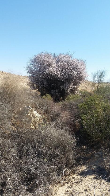 צילום: גל ביסמוט