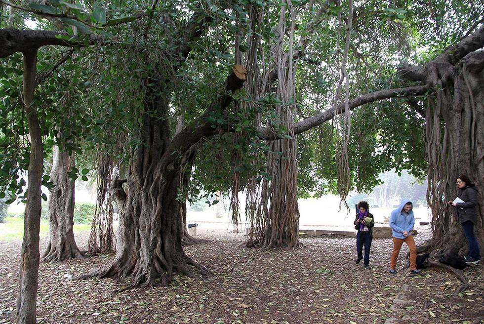 Бенгальский фикус в Микве-Исраэль. Фото: Яаков Школьник, архив ККЛ (צילום: יעקב שקולניק, ארכיון הצילומים של קק"ל) Бенгальский фикус в Микве-Исраэль. Фото: Яаков Школьник, архив ККЛ
