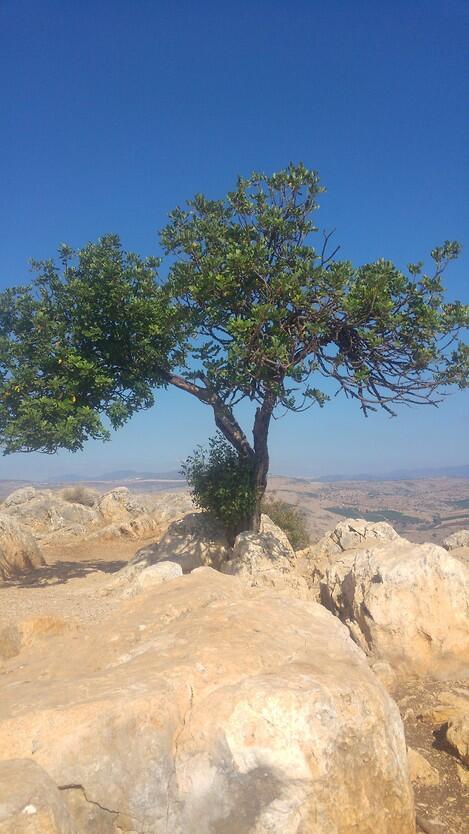 צילום: מוטי דולב