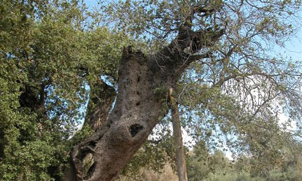 Легендарный дуб в кибуце Цуба. Фото: Яаков Школьник, архив ККЛ (צילום: יעקב שקולניק, ארכיון הצילומים של קק"ל) Легендарный дуб в кибуце Цуба. Фото: Яаков Школьник, архив ККЛ