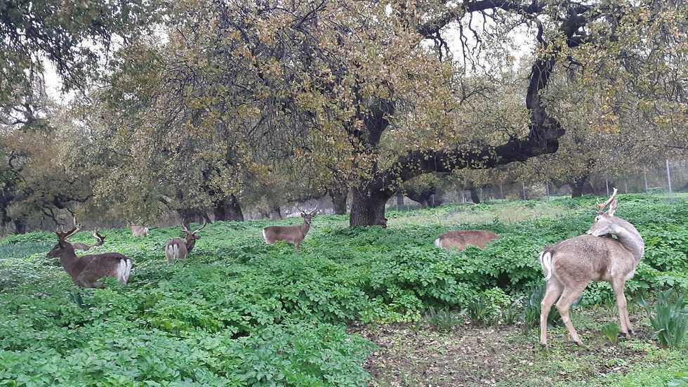 Древние дубы в заповеднике Хуршат-Таль. Фото: Дуду Перу, Управление парков и заповедников (צילום: דודו פרו, רשות הטבע והגנים) Древние дубы в заповеднике Хуршат-Таль. Фото: Дуду Перу, Управление парков и заповедников