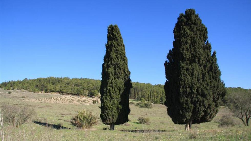 Кипарисы в Рамат ха-Шнаим. Фото: Яаков Школьник, архив ККЛ (צילום: יעקב שקולניק, ארכיון הצילומים של קק"ל) Кипарисы в Рамат ха-Шнаим. Фото: Яаков Школьник, архив ККЛ