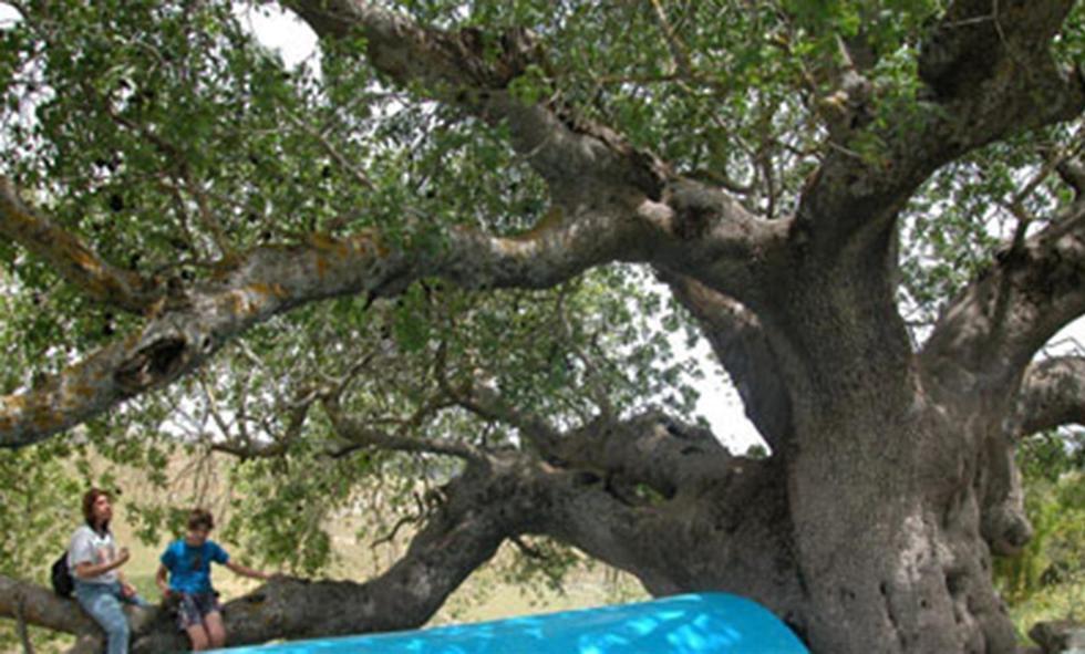 Древо атлантов в Кадите. Фото: Яаков Школьник, архив ККЛ (צילום: יעקב שקולניק, ארכיון הצילומים של קק"ל) Древо атлантов в Кадите. Фото: Яаков Школьник, архив ККЛ