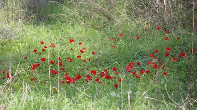 Маки в лесу Хоршим. Фото: Рои Кор (צילום: רועי קור) Маки в лесу Хоршим. Фото: Рои Кор