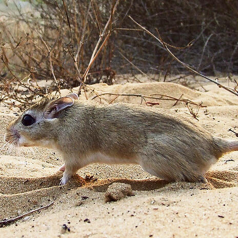 gerbil (Photo: Society for the Protection of Nature in Israel) gerbil