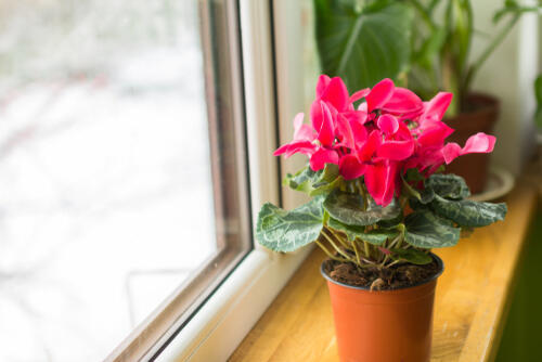 Фото: shutterstock (Фото: shutterstock) Фото: shutterstock