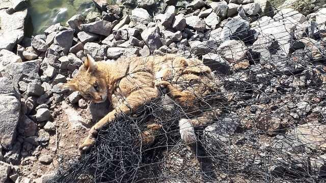 Фото: Управление национальных парков и заповедников (Фото: Управление национальных парков и заповедников) Фото: Управление национальных парков и заповедников