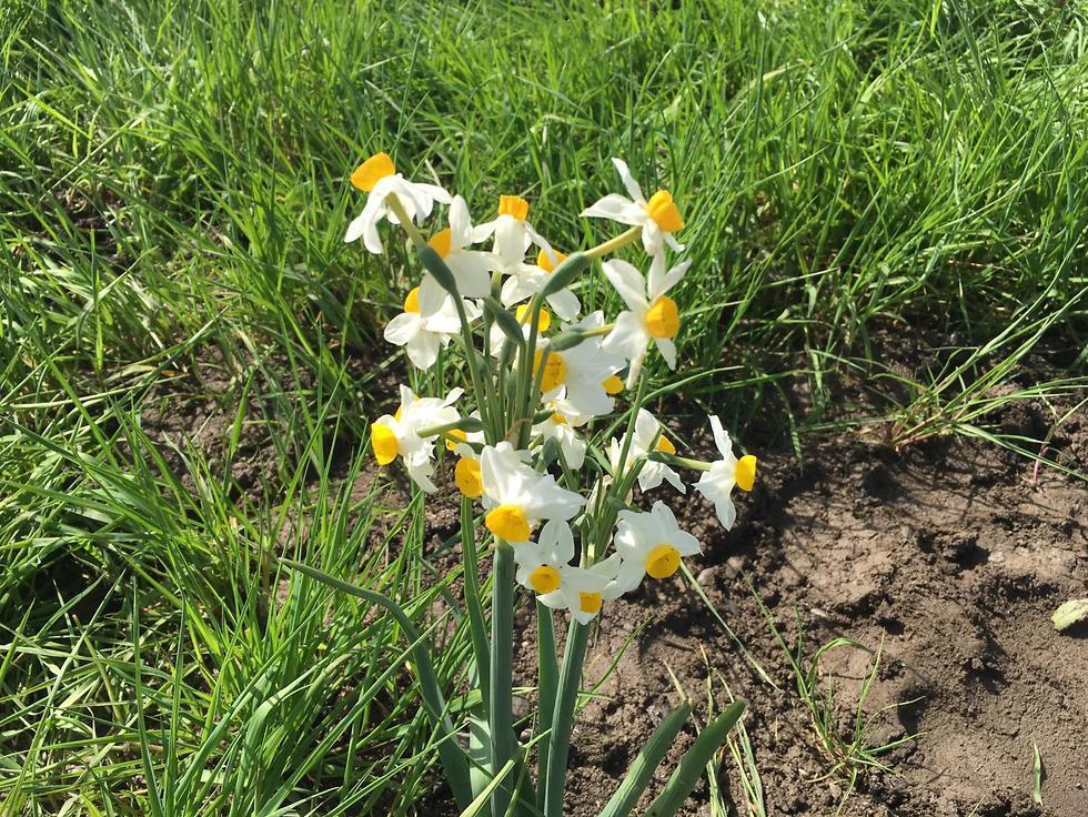 Нарциссы в Аху Нов. Фото: Наама Мансфельд