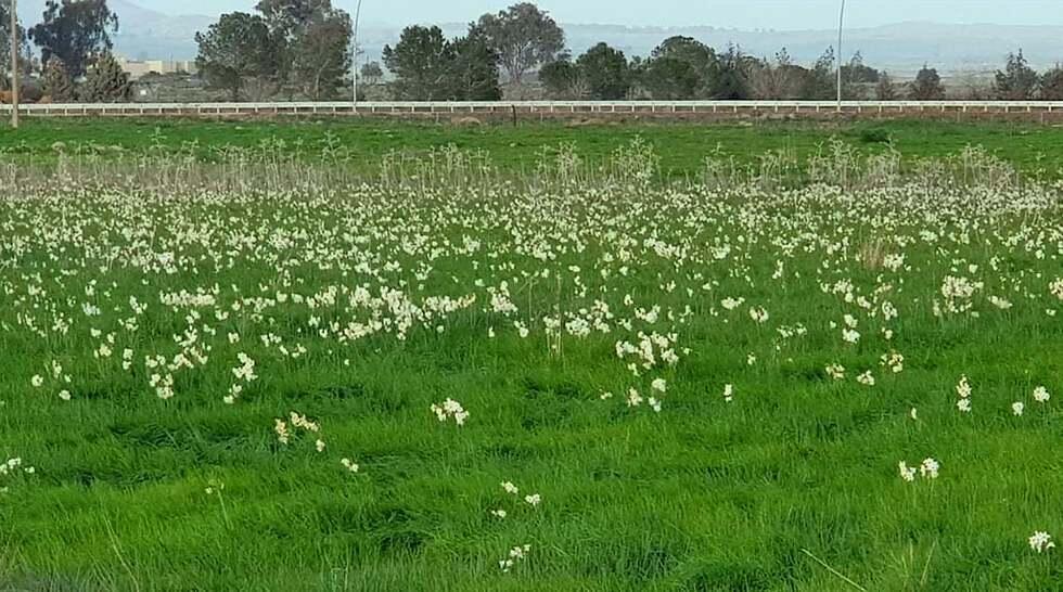 Нарциссы в заповеднике Аху Нов. Фото: Меир Хамуз