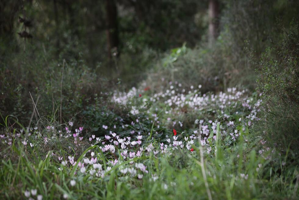 Цикламены около Мигдаль ха-Эмека. Фото: Йоси Замир, архив ККЛ