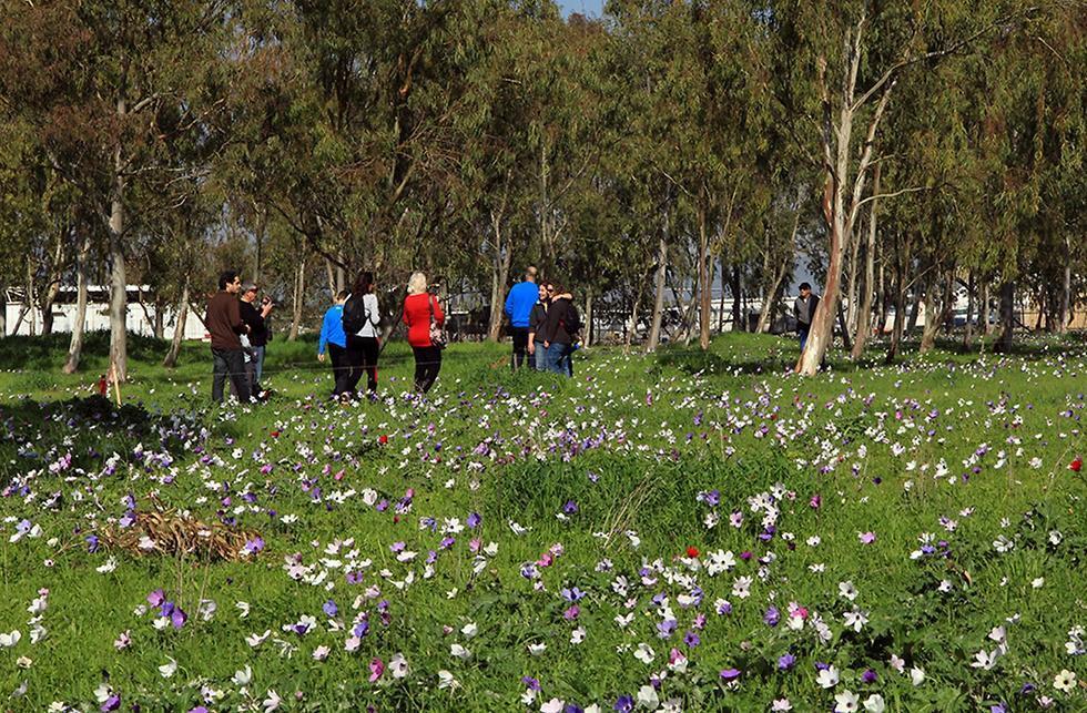 Луг цветущих анемонов. Фото: Яаков Школьник, архив ККЛ