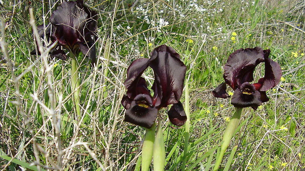 Пурпурные ирисы. Фото: Авишай Тайхер, Википедия