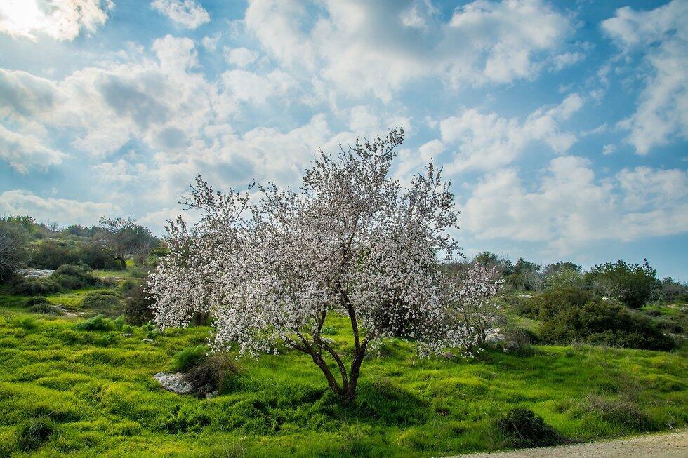 Цветение миндаля в Бейт-Гуврине. Фото: Мано Гриншпан