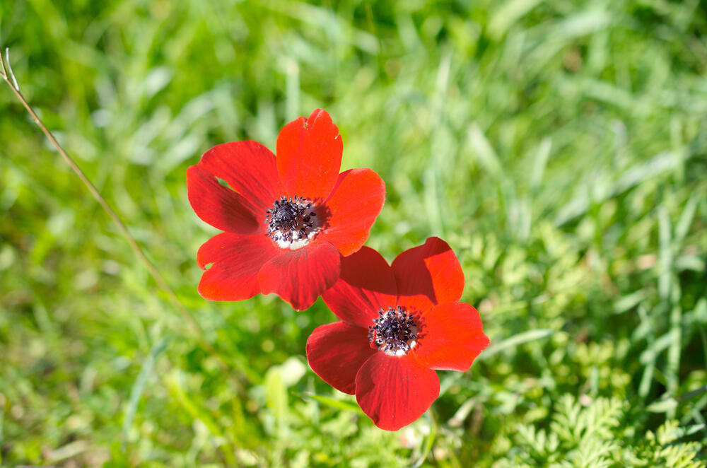 Анемоны в Галилее. Фото: shutterstock