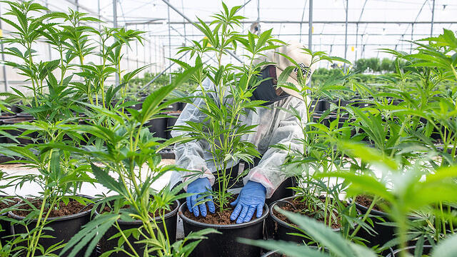 Медицинский каннабис. Фото: EPA (צילום: EPA) Медицинский каннабис. Фото: EPA