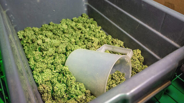 Медицинская марихуана. Фото: ЕРА