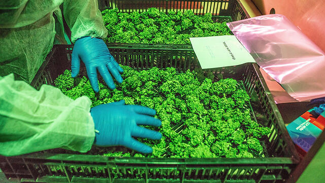 Medical cannabis
