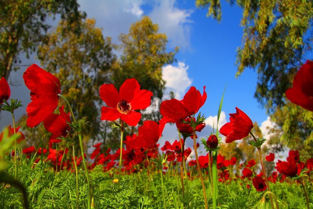 Фото: Рафи Бабиан