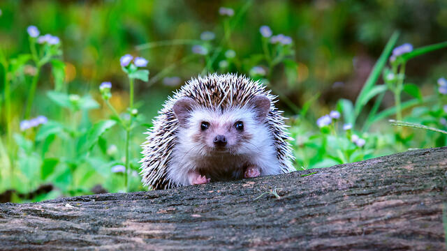 Фото: shutterstock (צילום: shutterstock) Фото: shutterstock