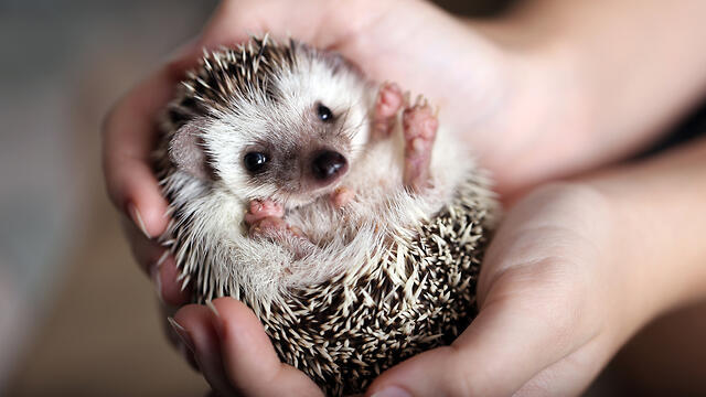 Фото: shutterstock (צילום: shutterstock) Фото: shutterstock