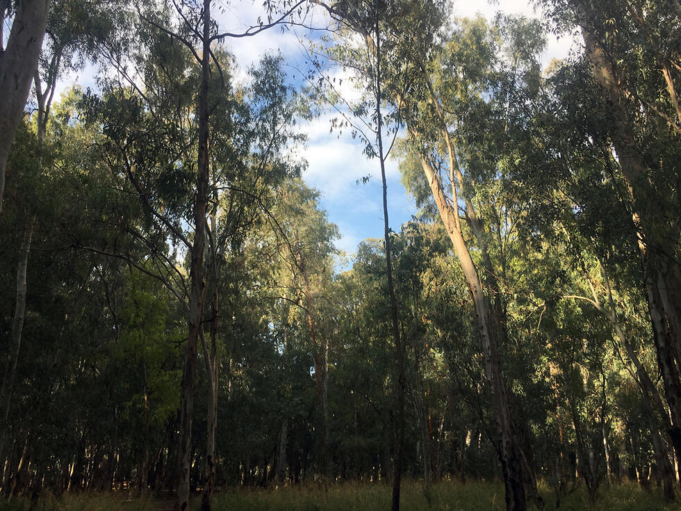 Парк "Рош ципор" - настоящий уголок дикой природы. Фото: Гилад Кармели