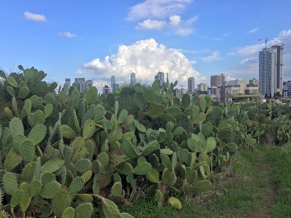 Заросли кактусов и вид на Тель-Авив с холма Наполеона. Фото: Гилад Кармели