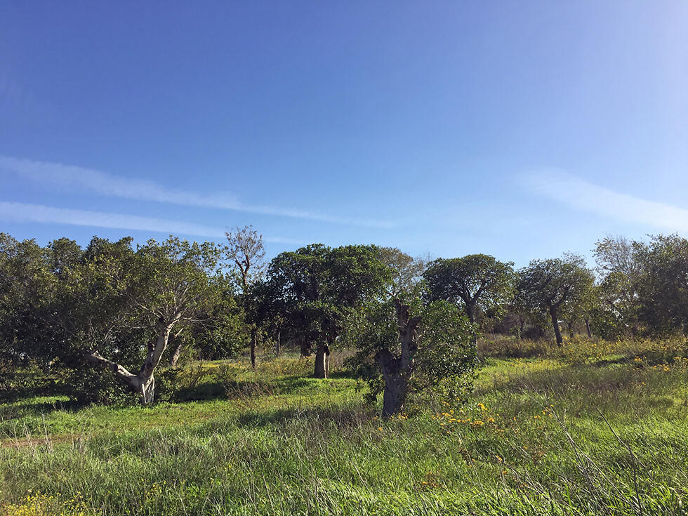 Пустырь Дрезнера - место реабилитации выкорчеванных тель-авивских деревьев. Фото: Гилад Кармели