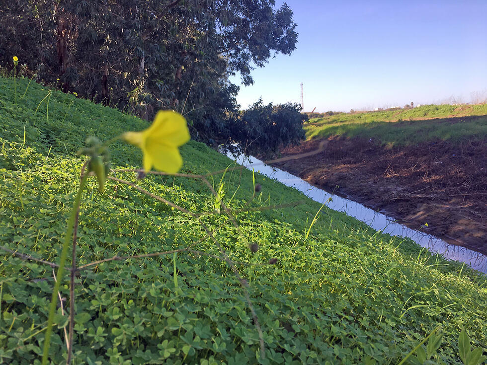 Ручей Ахия в Долине нарциссов. Фото: Гилад Кармели
