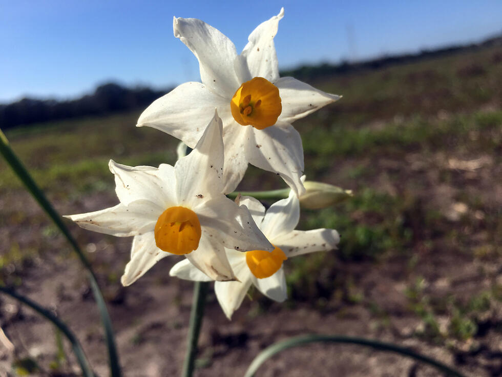 В Долине нарциссов. Фото: Гилад Кармели