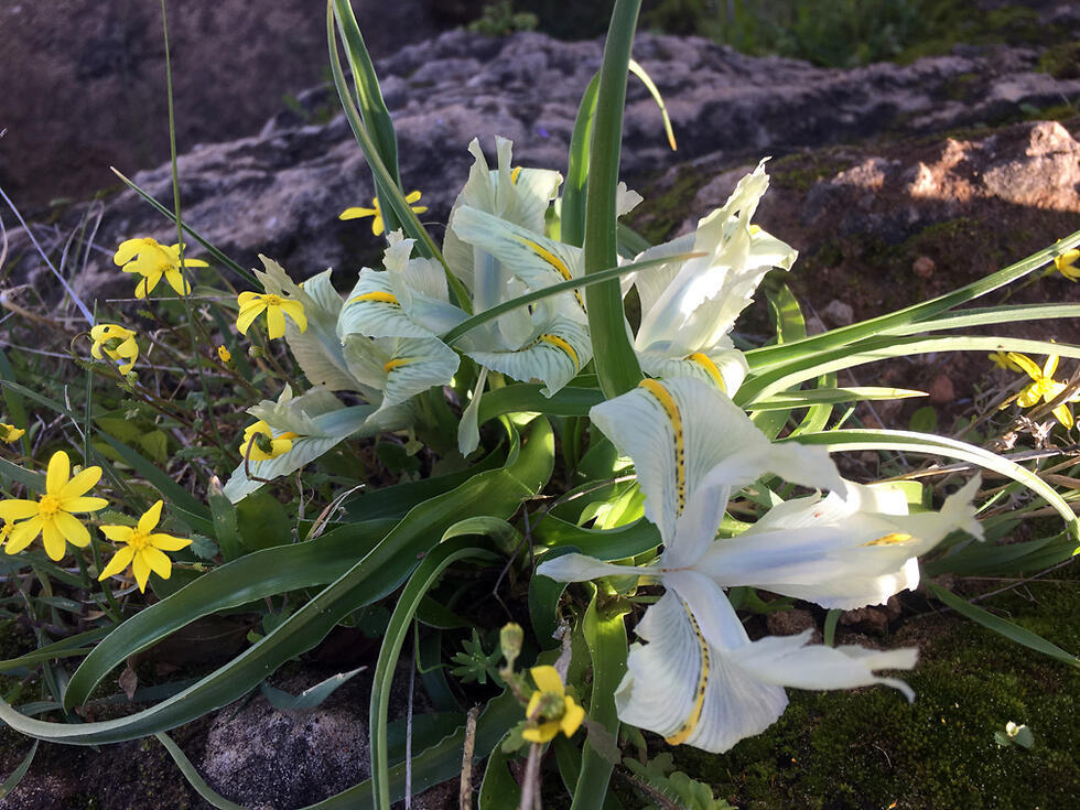 Еще израильские ирисы. Фото: Гилад Кармели