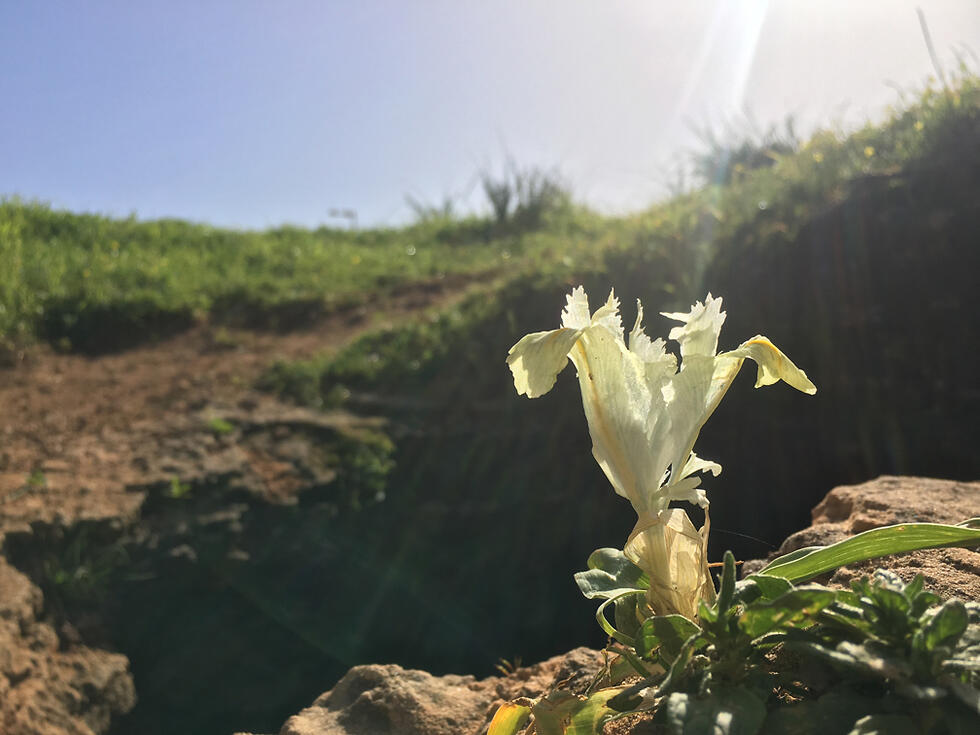 Израильский ирис около Пещер Афека. Фото: Гилад Кармели